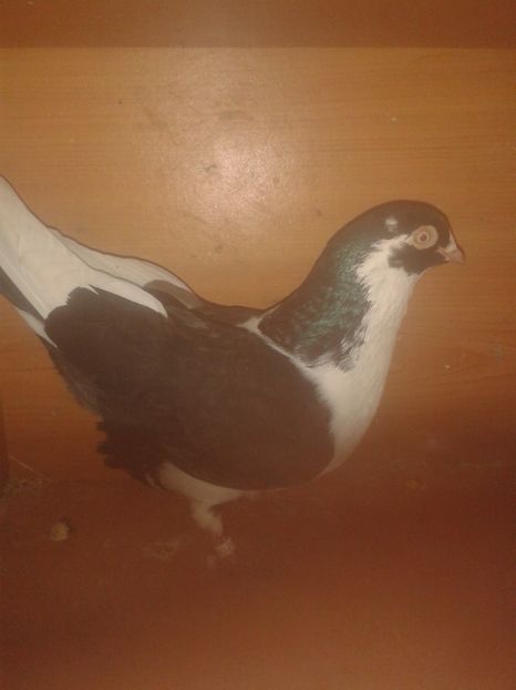  - galateni matca 2017