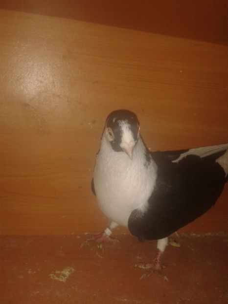  - galateni matca 2017