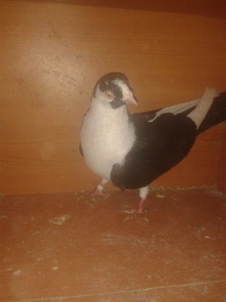  - galateni matca 2017