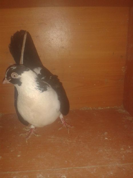  - galateni matca 2017