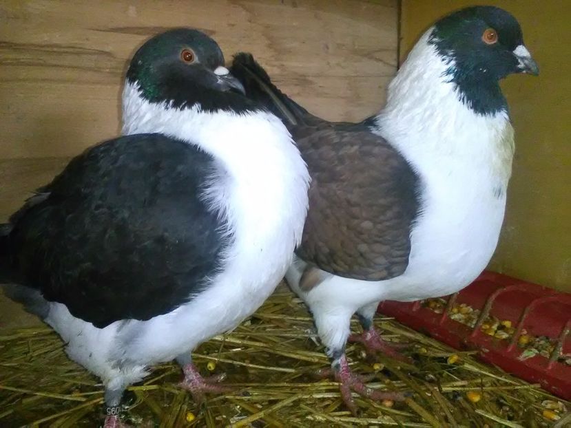 Vinduti - Porumbei vanduti