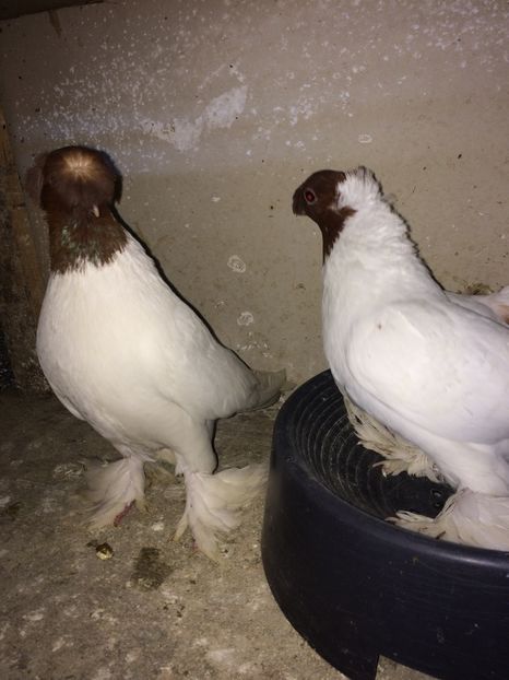  - 03-jucatori de botosani cap rosu