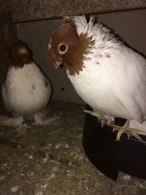  - 03-jucatori de botosani cap rosu