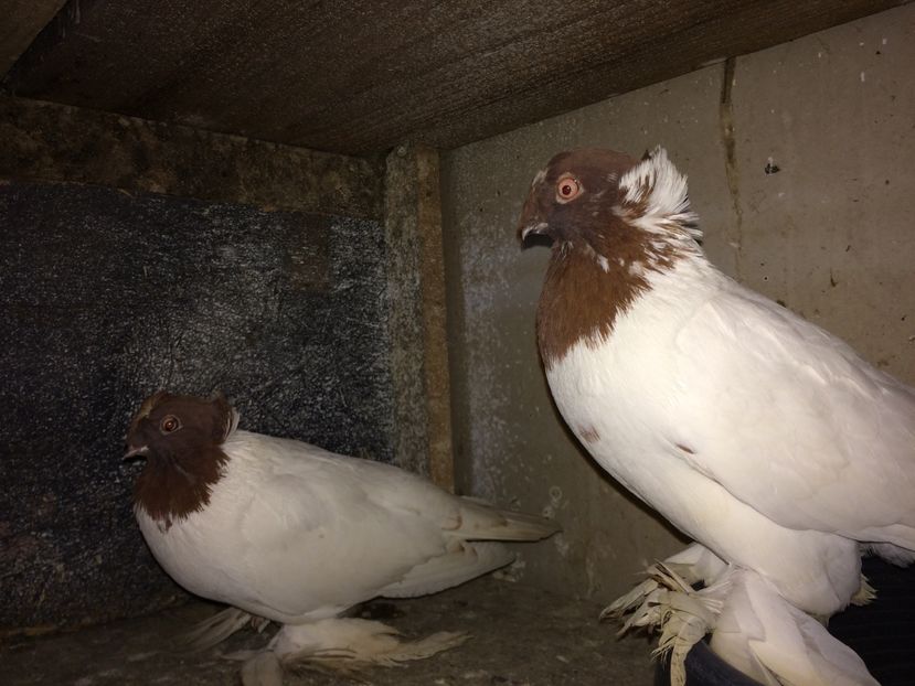  - 03-jucatori de botosani cap rosu