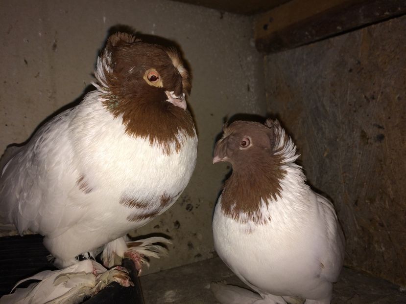  - 03-jucatori de botosani cap rosu