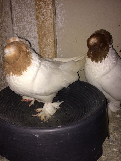  - 04-jucatori de botosani cap galben