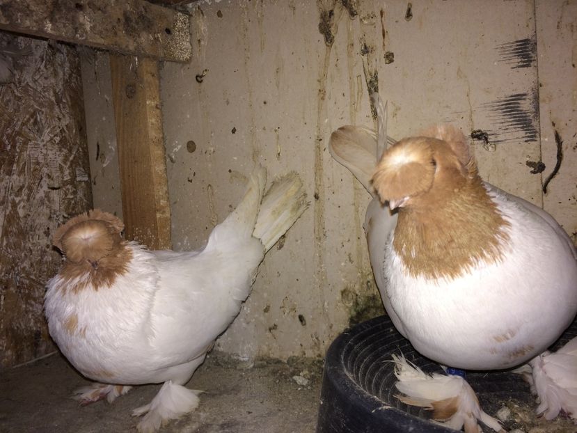  - 04-jucatori de botosani cap galben