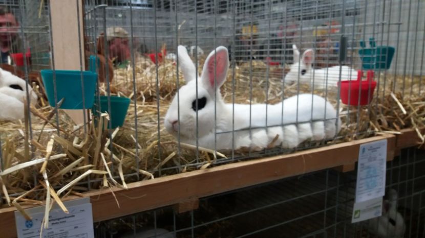  - Expo Erfurt feb 2017