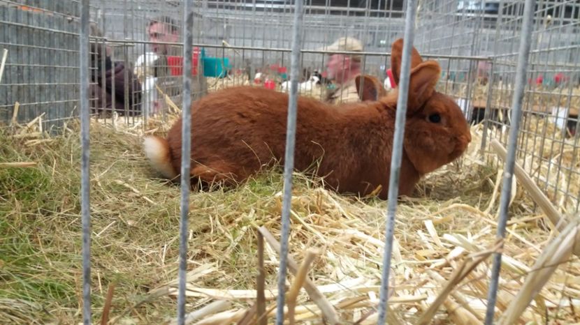  - Expo Erfurt feb 2017