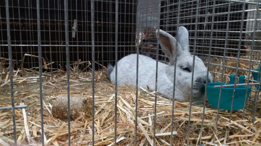  - Expo Erfurt feb 2017