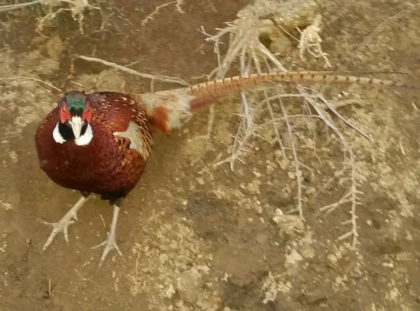 2017-02-22 18.00.29 - Fazan comun