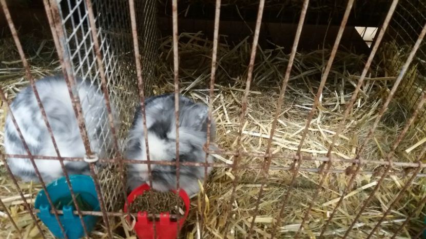  - Expo Erfurt feb 2017