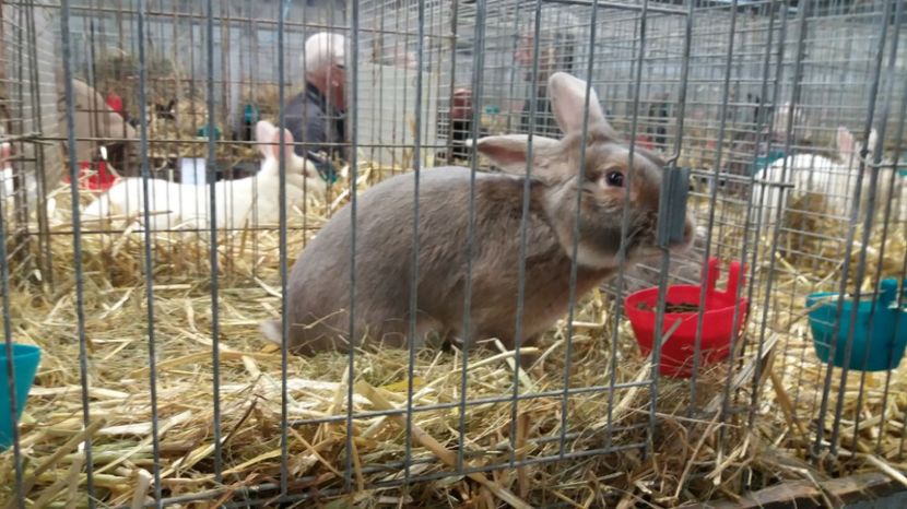  - Expo Erfurt feb 2017