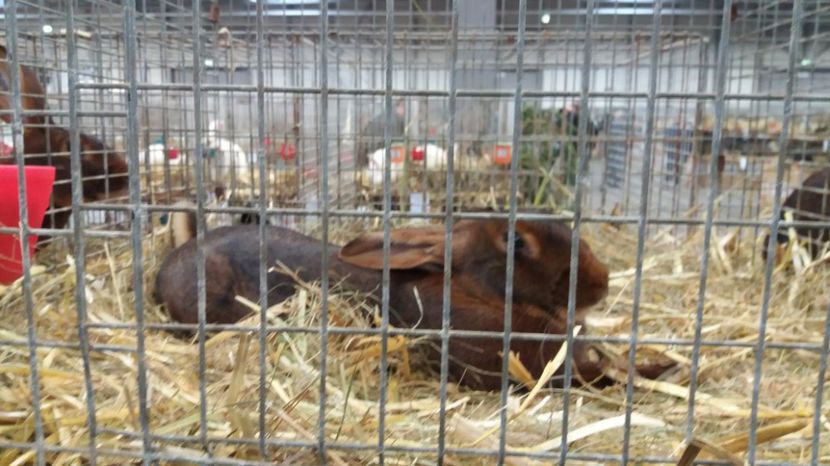  - Expo Erfurt feb 2017