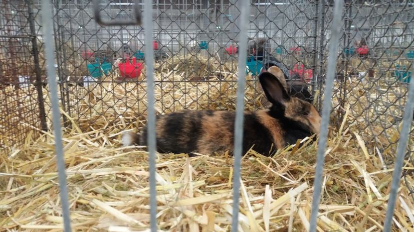  - Expo Erfurt feb 2017