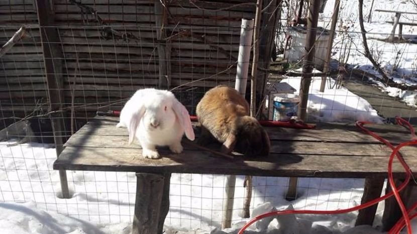  - De vanzare berbec german sau schimb 2017