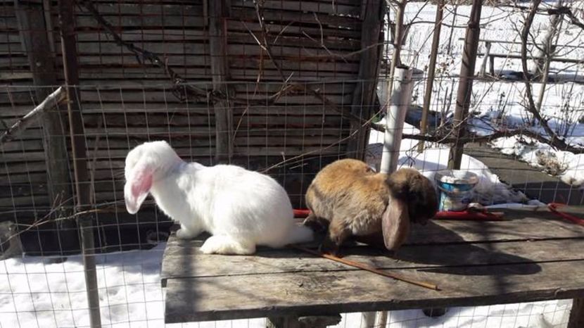  - De vanzare berbec german sau schimb 2017