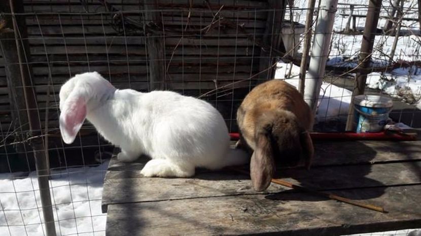  - De vanzare berbec german sau schimb 2017