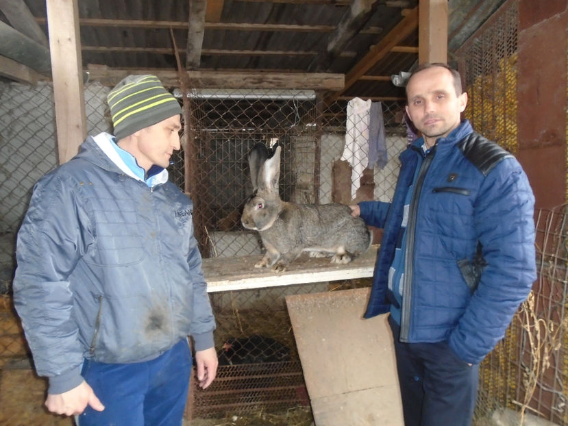 cu dl Avram Adrian - 0-CONTACT