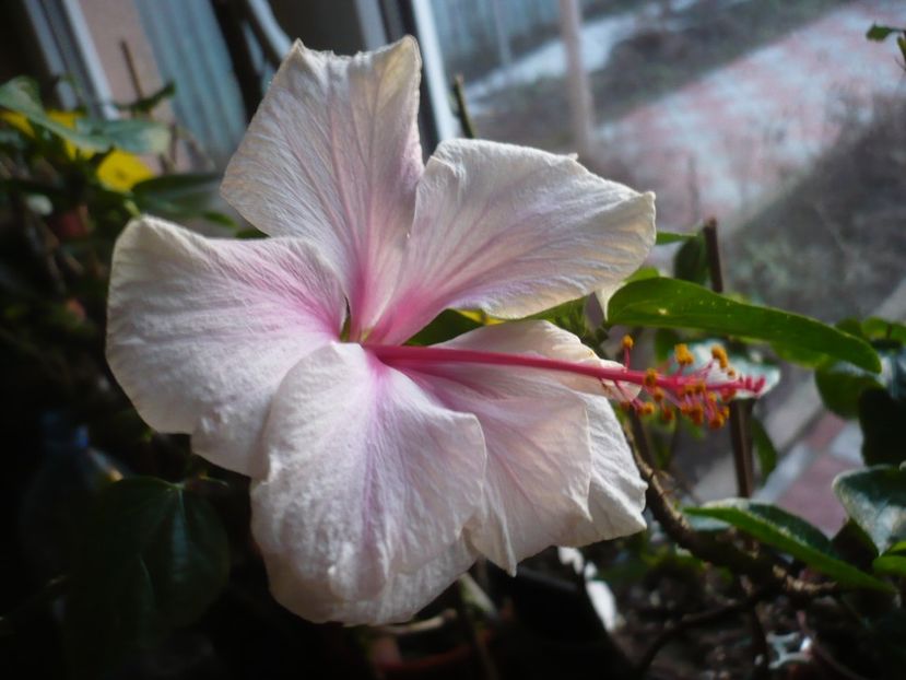 22.02.2017 - White pride of Hankins