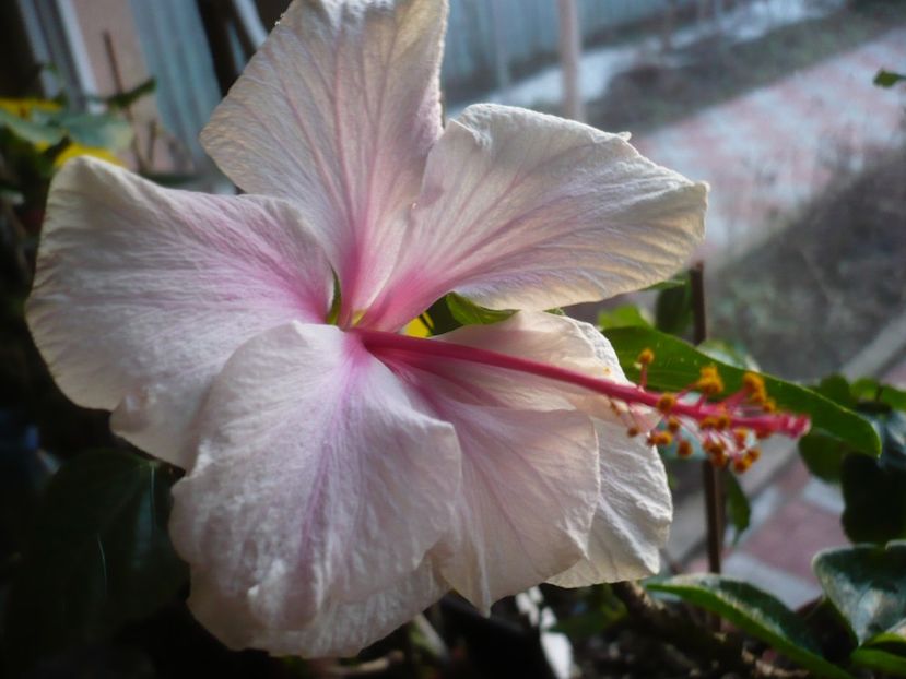 P1310104 - White pride of Hankins