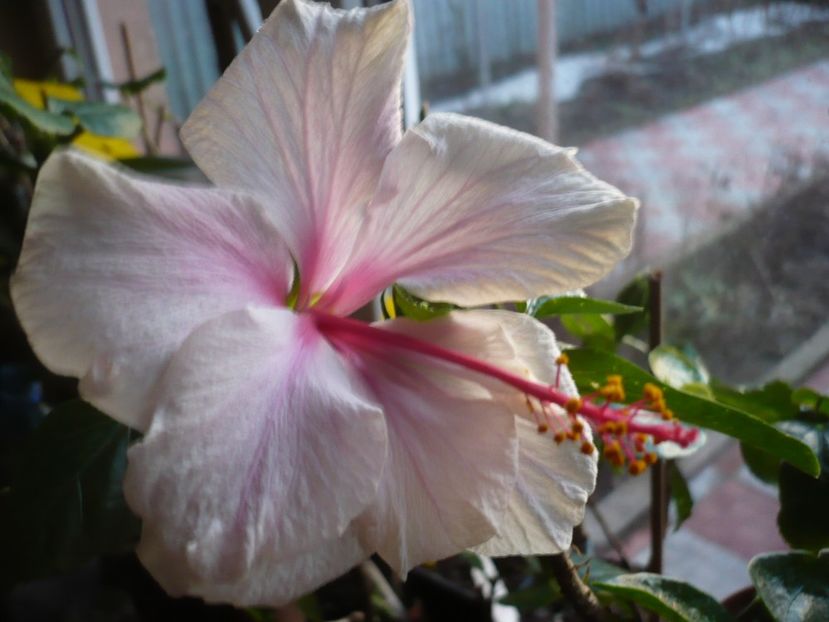 P1310105 - White pride of Hankins