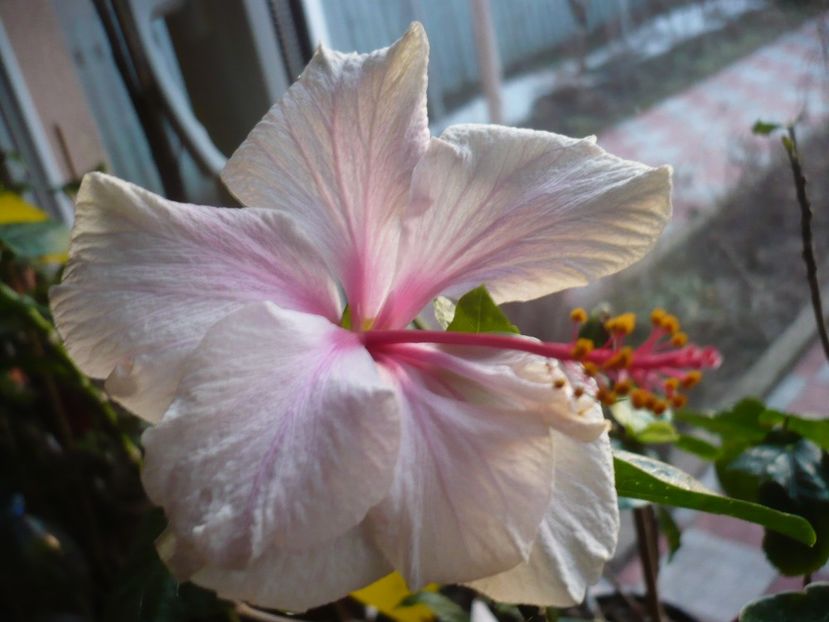 P1310107 - White pride of Hankins