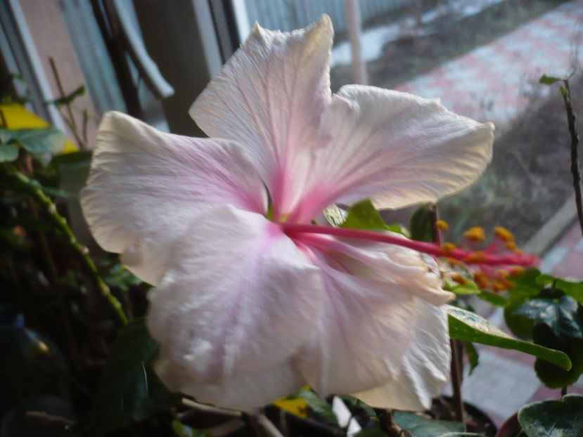 P1310108 - White pride of Hankins