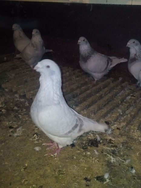 IMG-20170127-WA0048 - 2017 Masculi