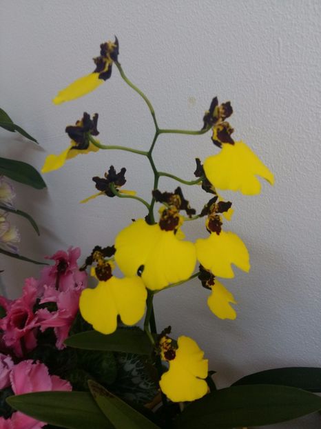  - Oncidium