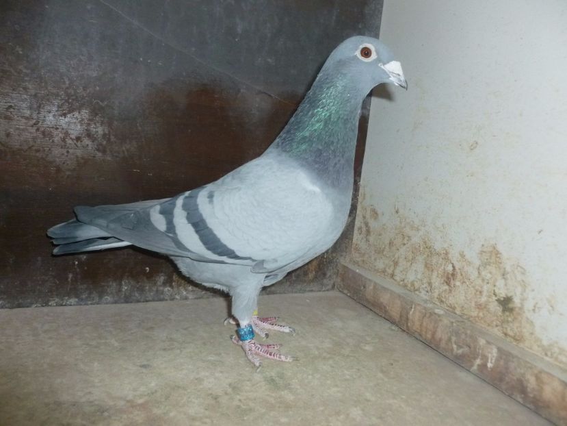 RO-2008-566544 F - RO-2008-566544 F