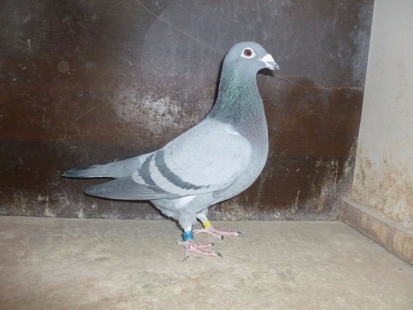 RO-2008-566584 F - RO-2008-566584 F