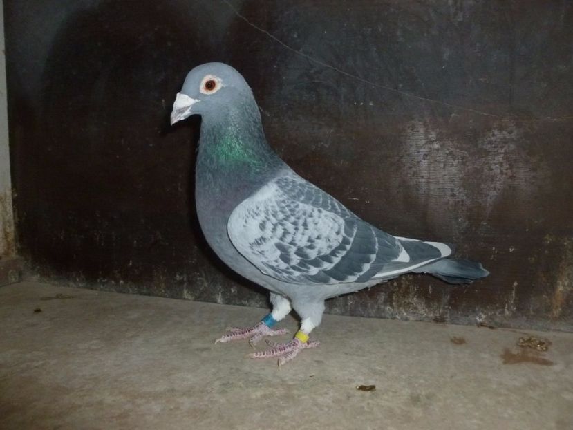 RO-566589-2008 M - RO-2008-566589 M