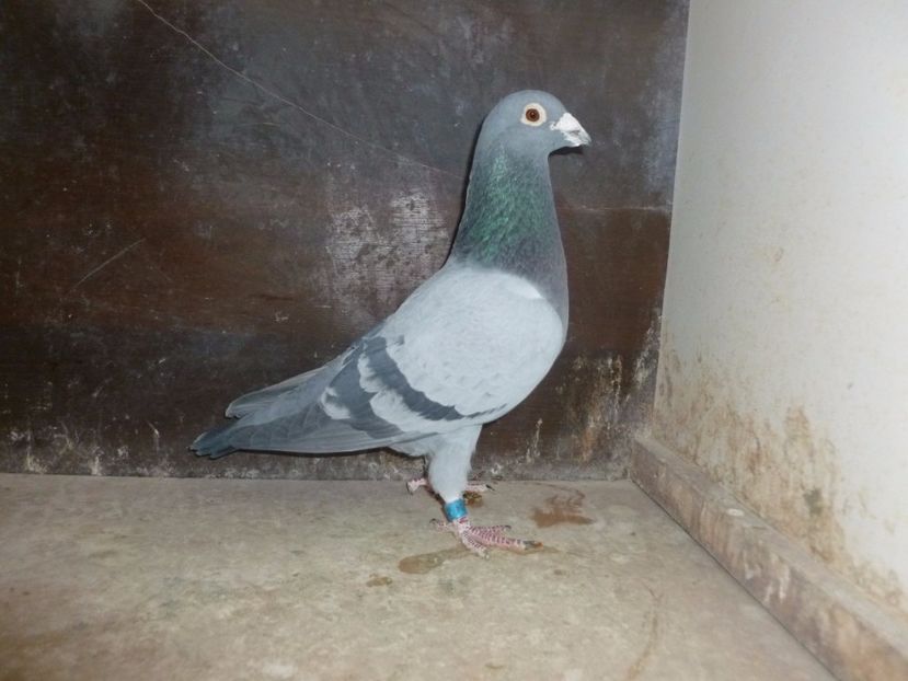 RO-2008-595824 M - RO-2008-595824 M