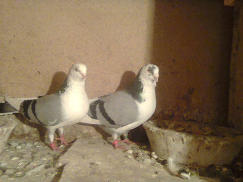 Fotografie7196 - jucatori si cazatori