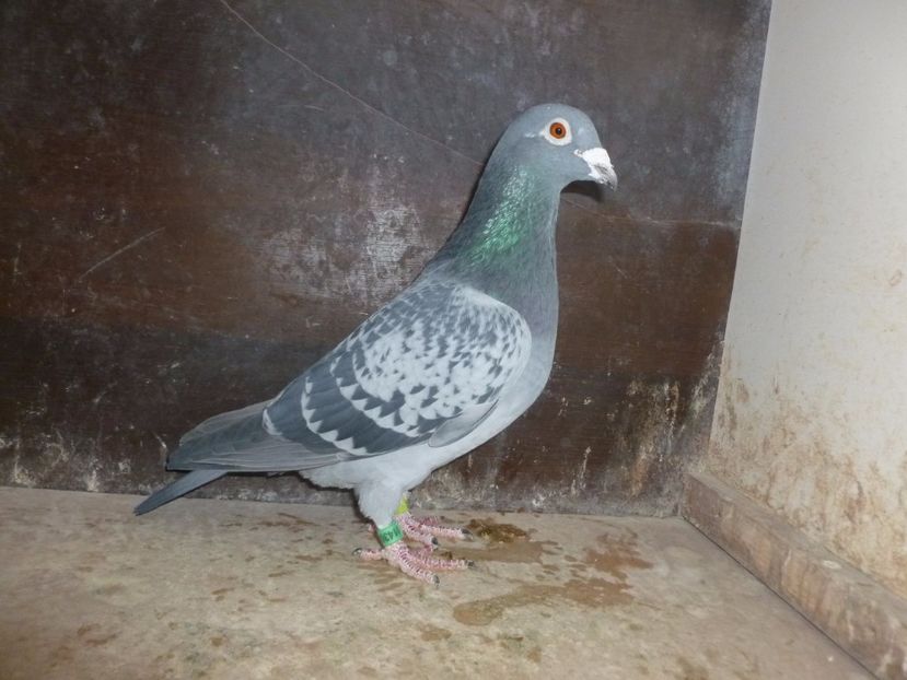 RO-2011-0143978 M - RO-2011-0143978 M