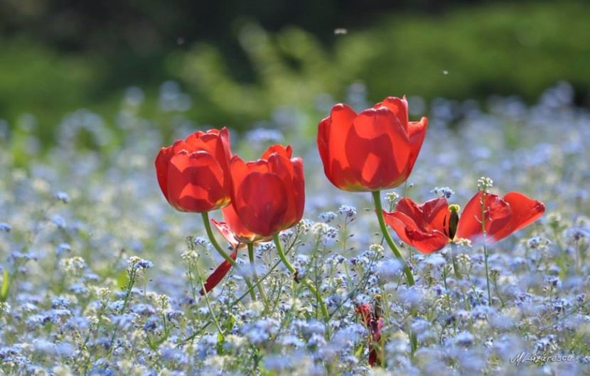 Spring rumors - Minunile primaverii