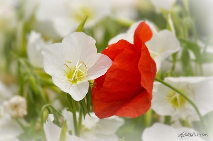 Dragoste interzisa - Minunile primaverii