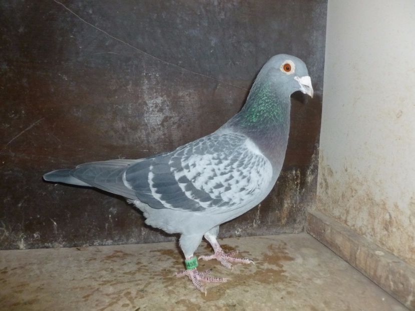 P1110492 - RO-2011-0144555 M