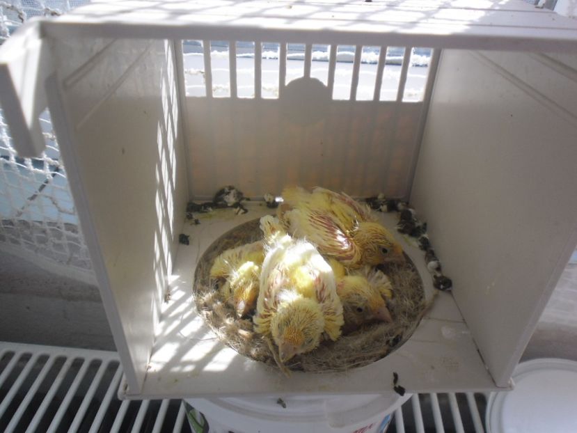 SAM_0104 - CANARI MALINOIS 2017