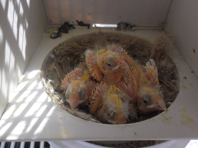 SAM_0110 - CANARI MALINOIS 2017