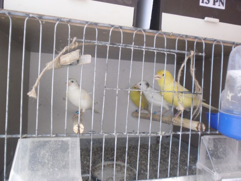 SAM_0113 - CANARI MALINOIS 2017