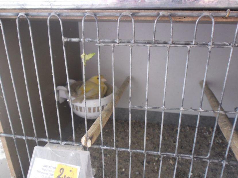 SAM_0114 - PUI CANARI MALINOIS 2017