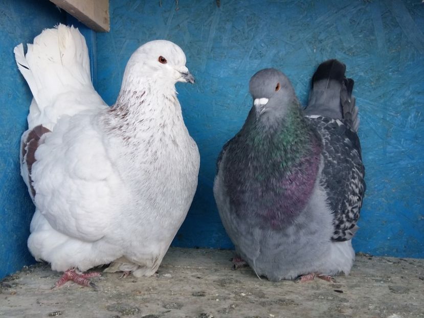 Pereche - 13 Mondain Francez