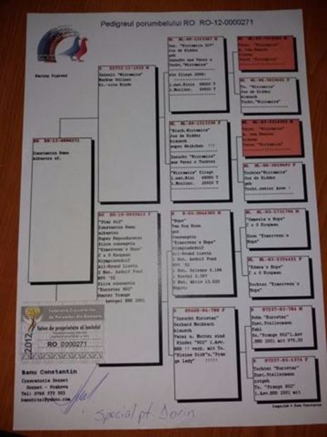 Pedigree Femela - 8--8--8- Porumbeii Mei Voiajori