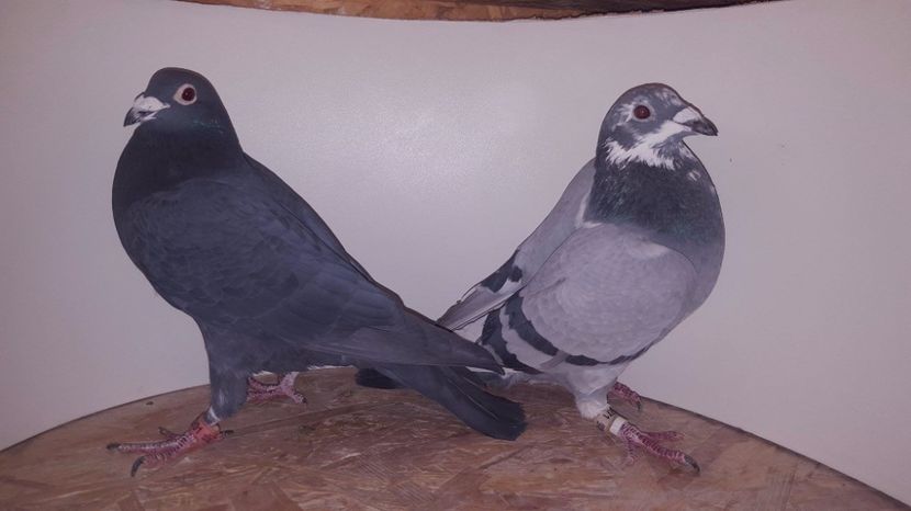 Pereche + pedigeree - 8--8--8- Porumbeii Mei Voiajori