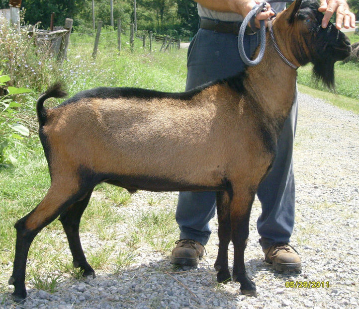 Tap frumos Oberhasli - Rase de oi si capre poze deosebite 13