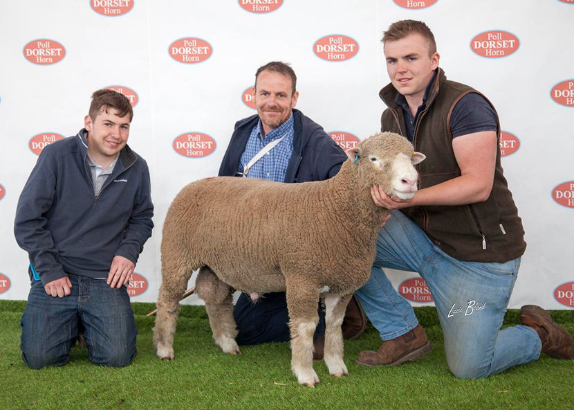 Berbecila frumos premiat-t58 - Rase de oi si capre poze deosebite 13