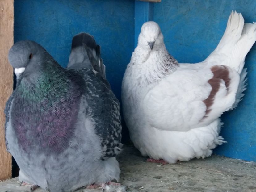  - 13 Mondain Francez