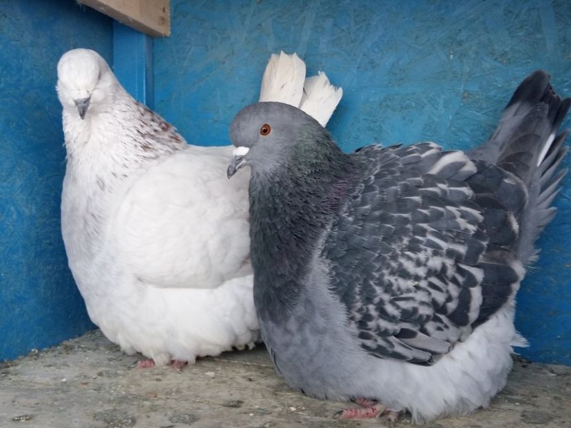  - 13 Mondain Francez